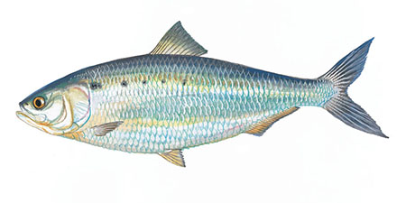shad